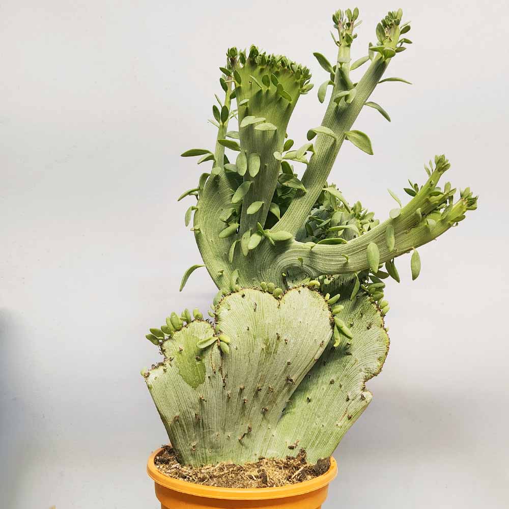 senecio anteuphorbium crestato