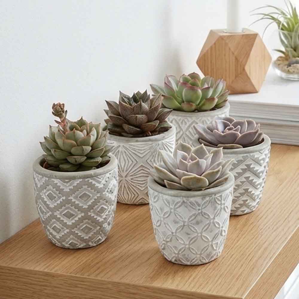 set echeveria vaso design