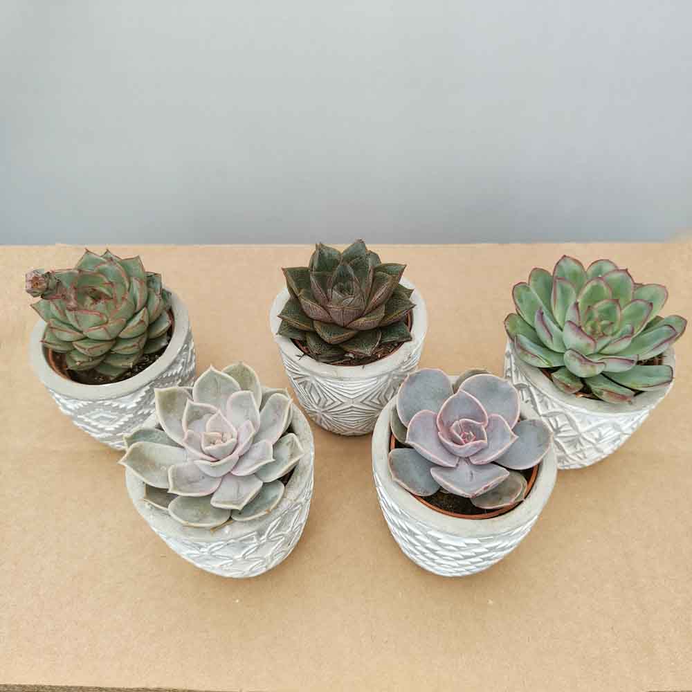 set echeveria vaso