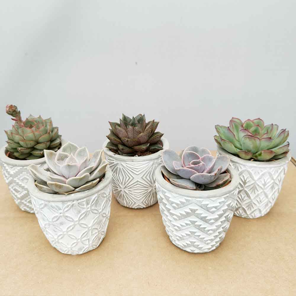 set echeveria