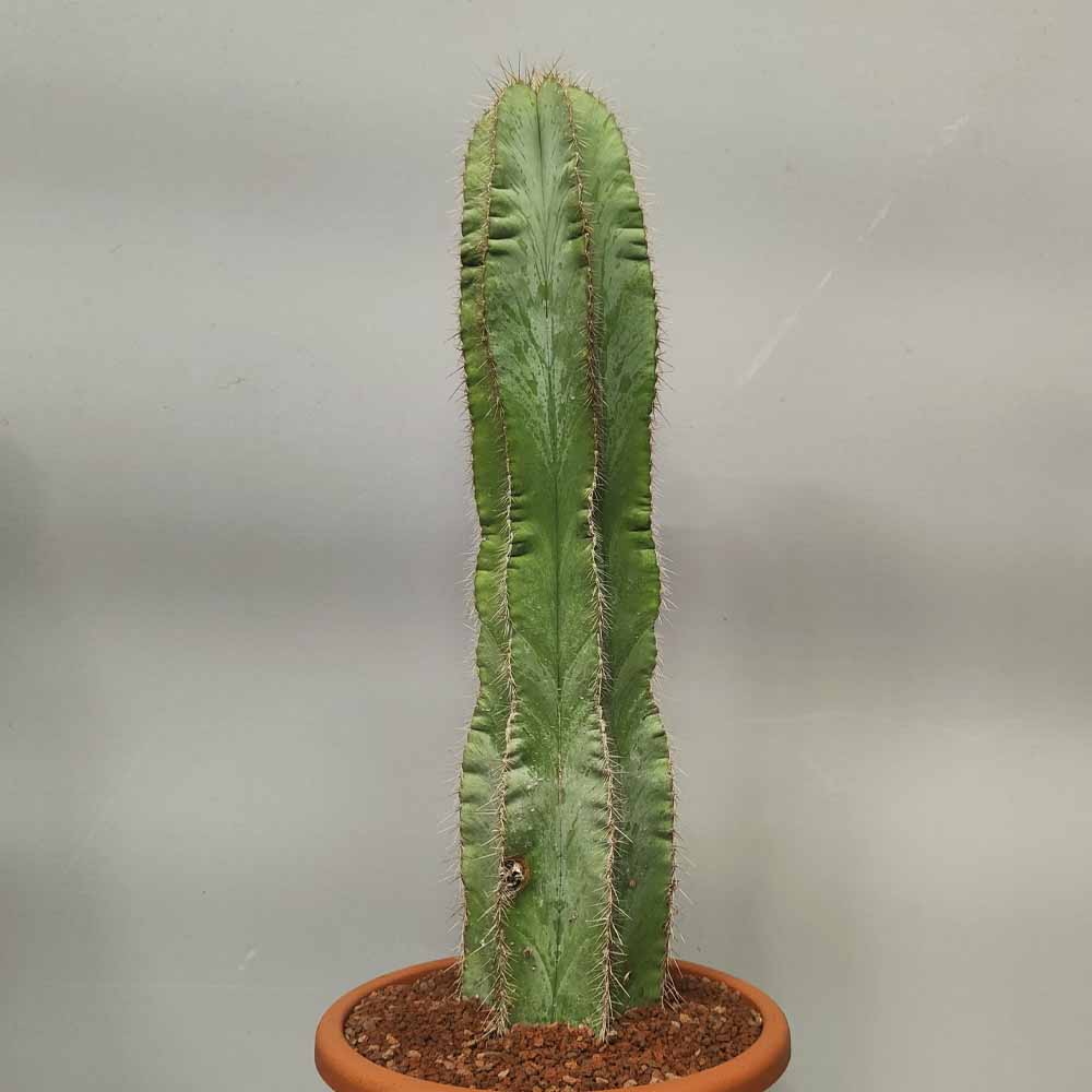 stenocereus dumortieri pianta