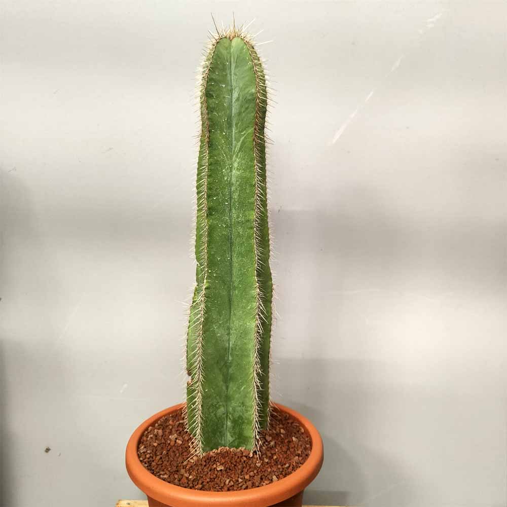 stenocereus dumortieri