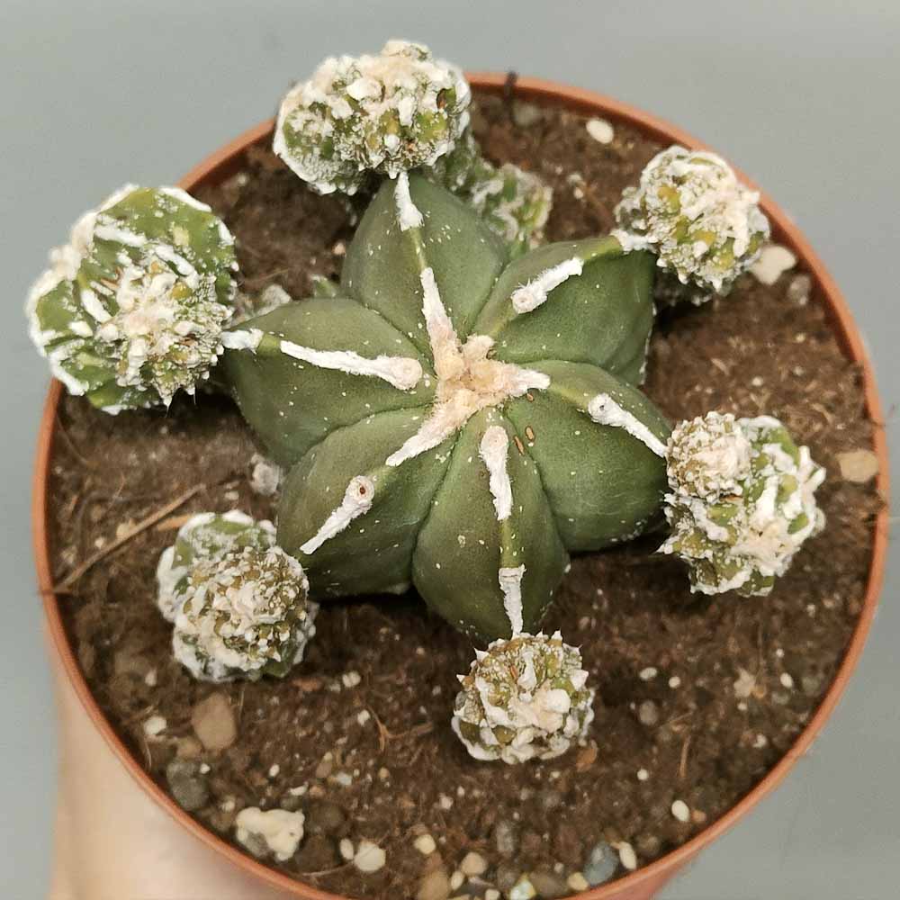 Astrophytum fukuryu hakujo prolifero