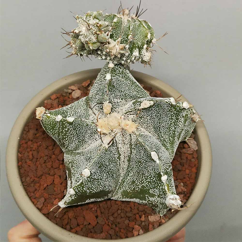 Astrophytum ormy caespitoso pianta