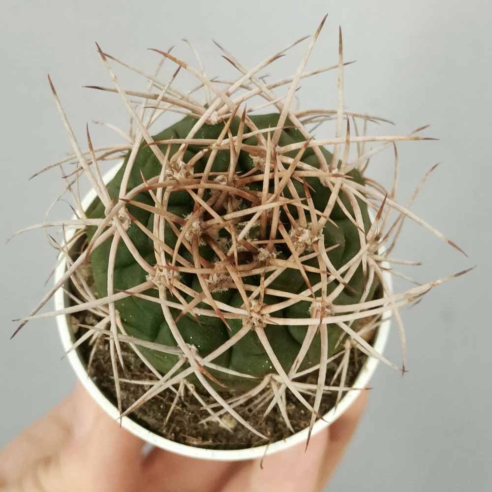 Gymnocalycium mazanense cactus