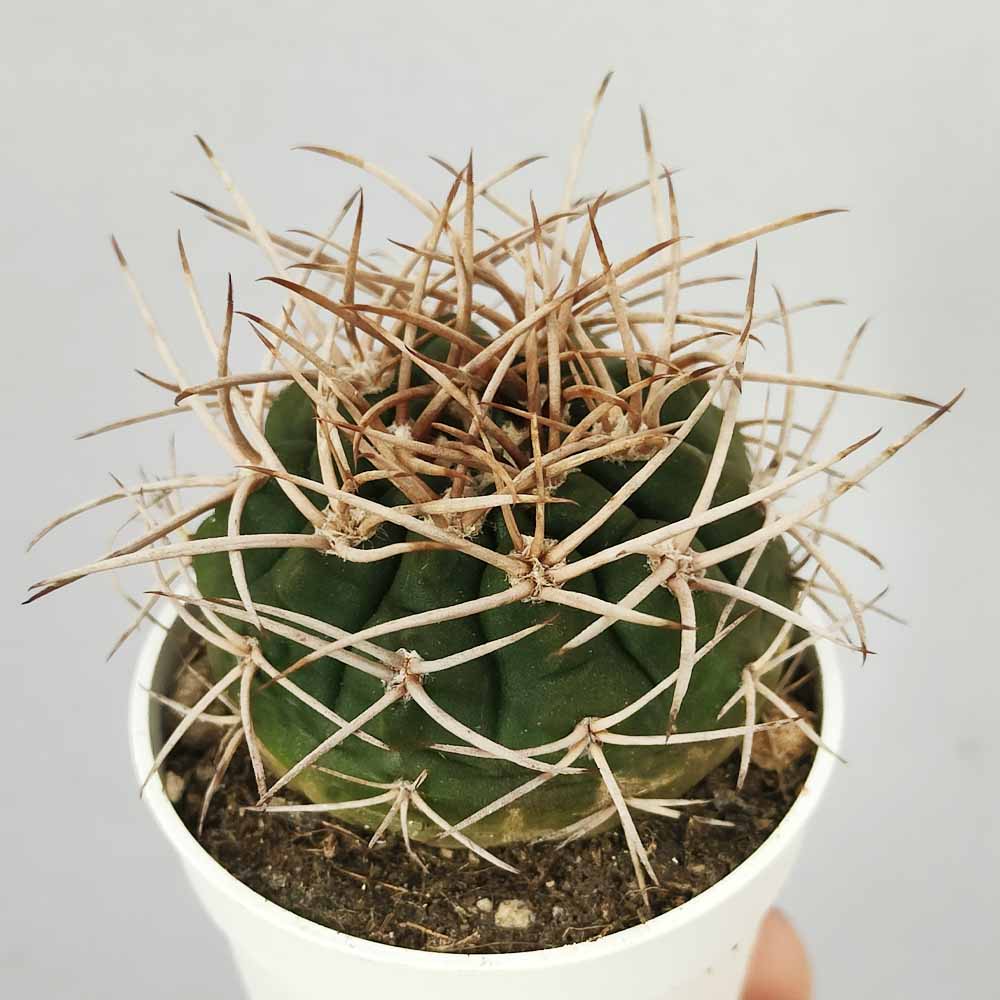 Gymnocalycium mazanense