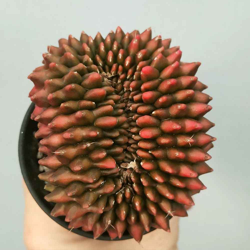 Gymnocalycium mihanovichii crested