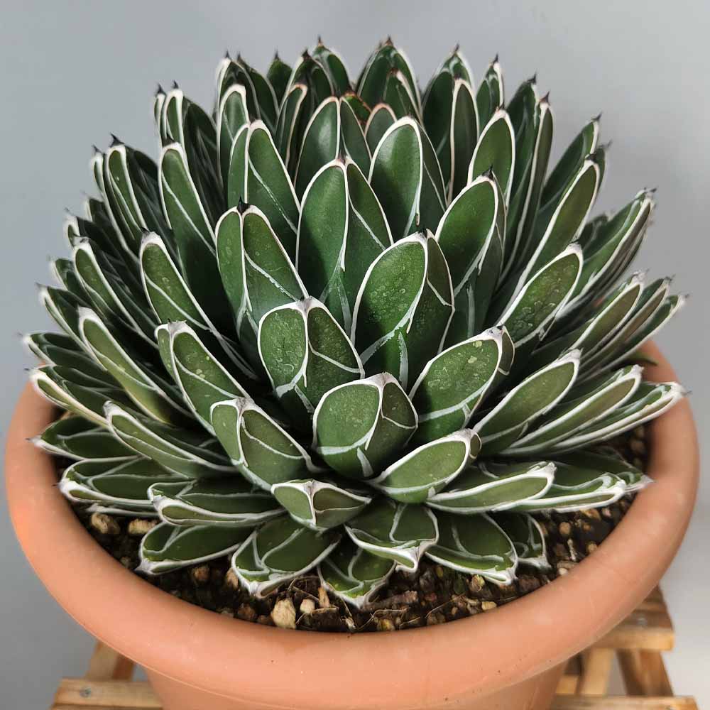 agave regina cactus