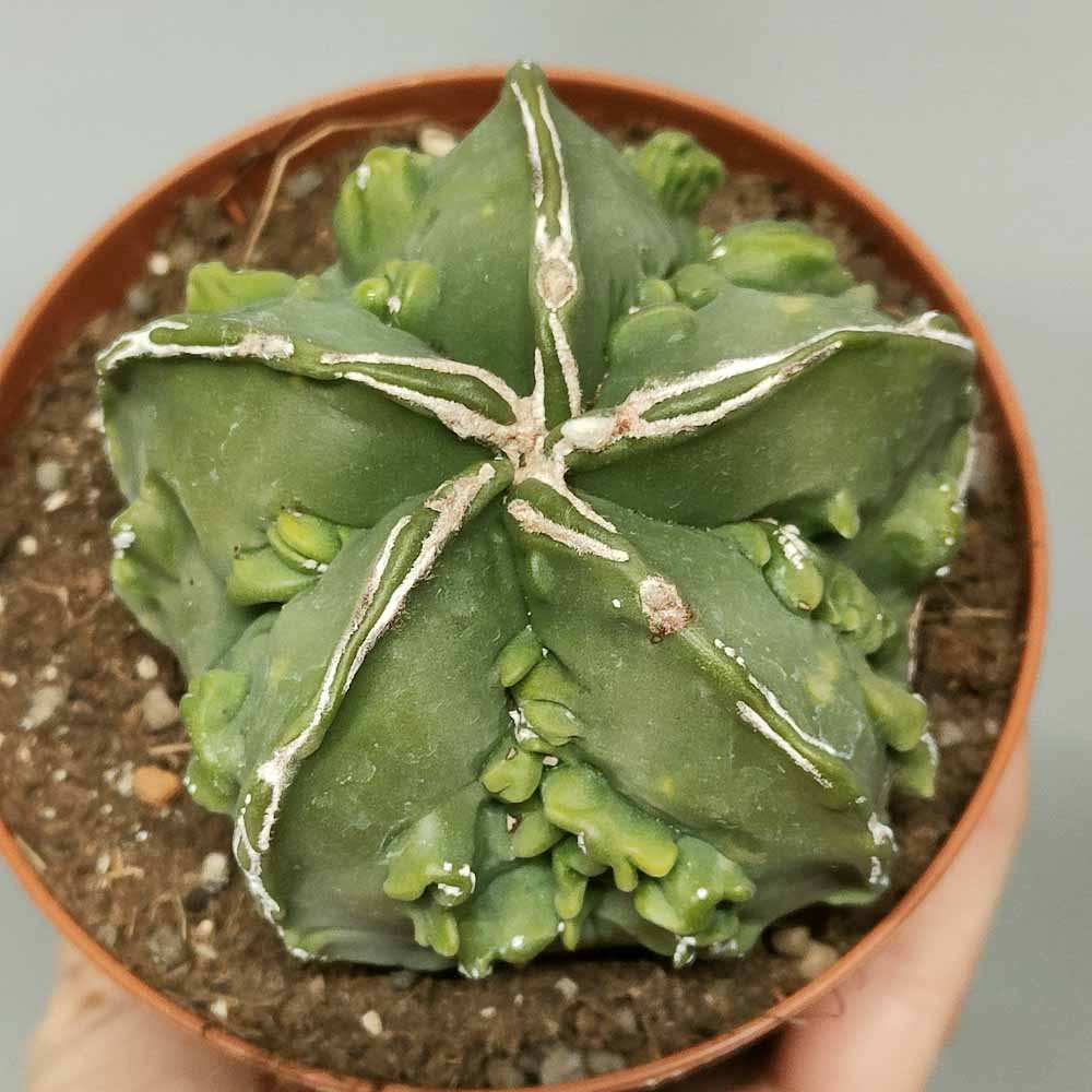 astrophytum fukuryu dinosaur