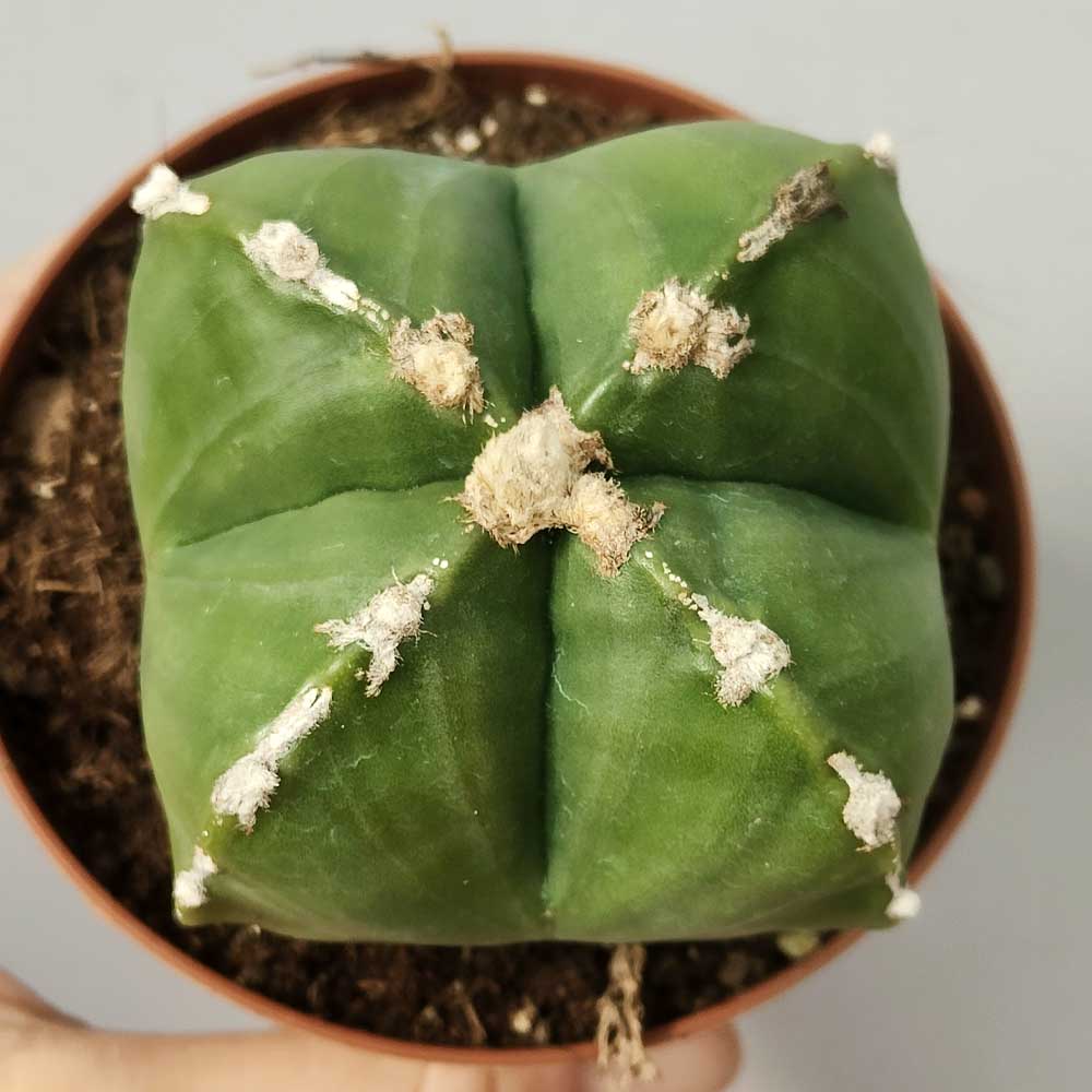 astrophytum myriostigma quadricostato cactus