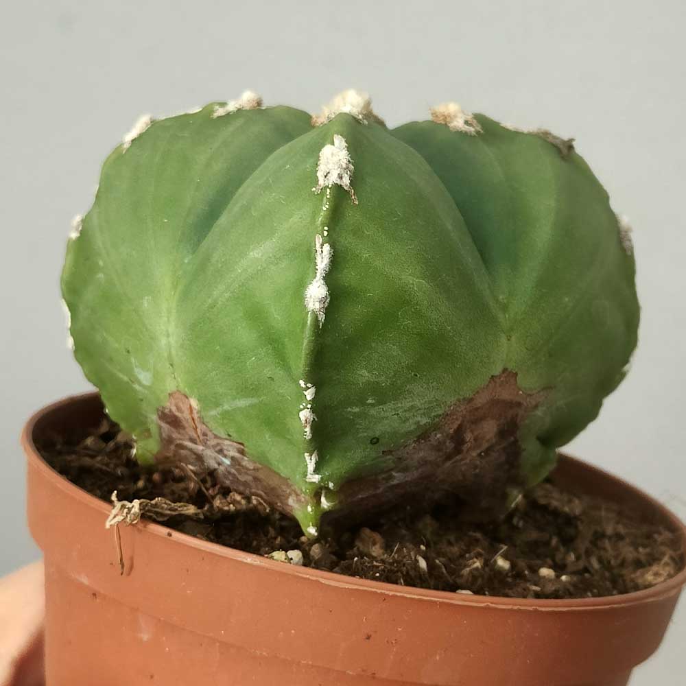 astrophytum myriostigma quadricostato pianta