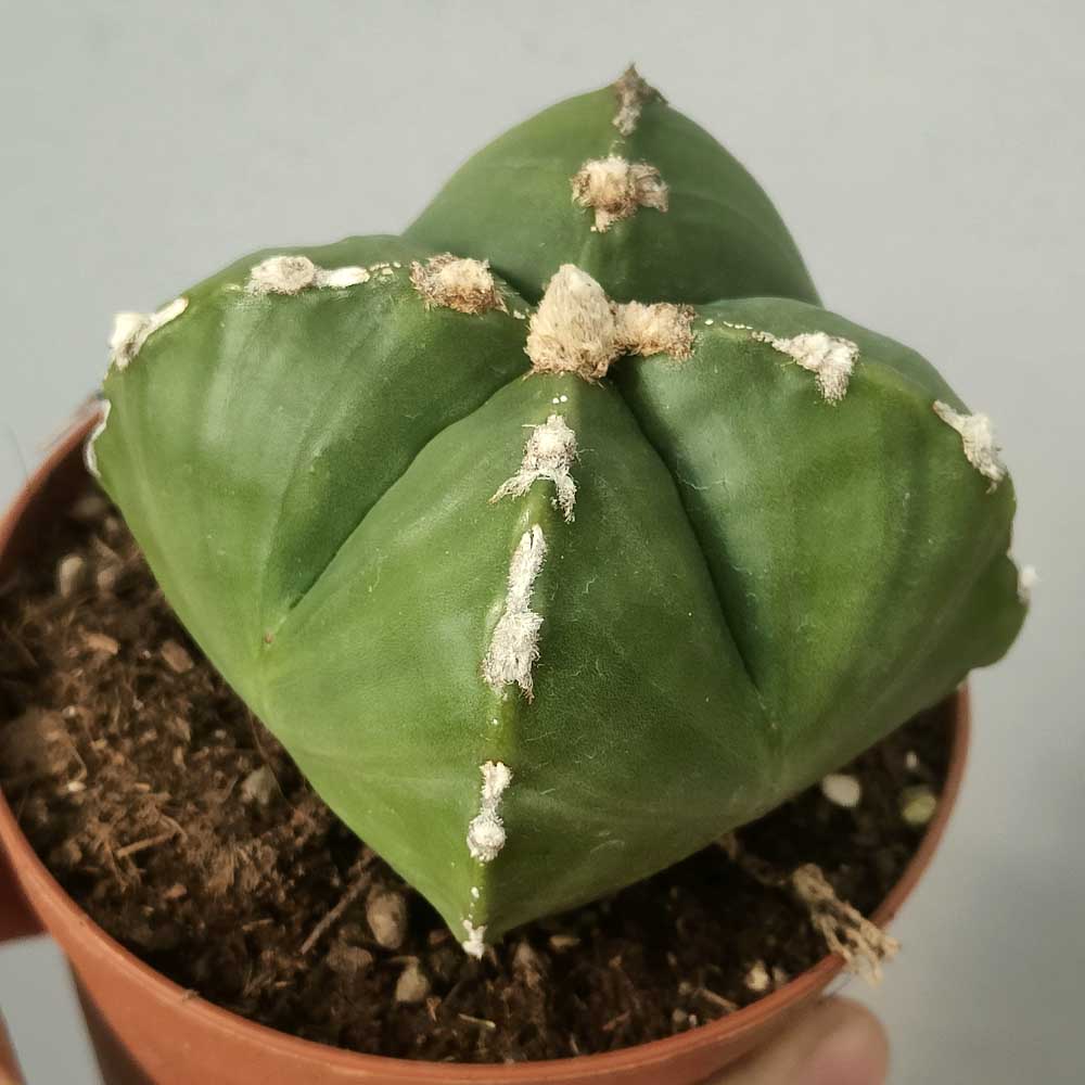 astrophytum myriostigma quadricostato
