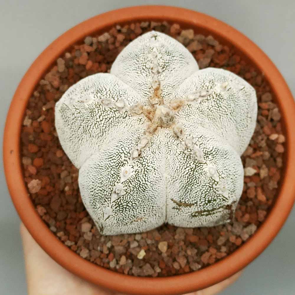 astrophytum onzuka pentacostato