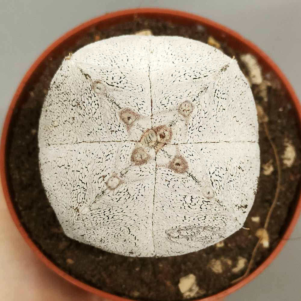 astrophytum onzuka quadricostato