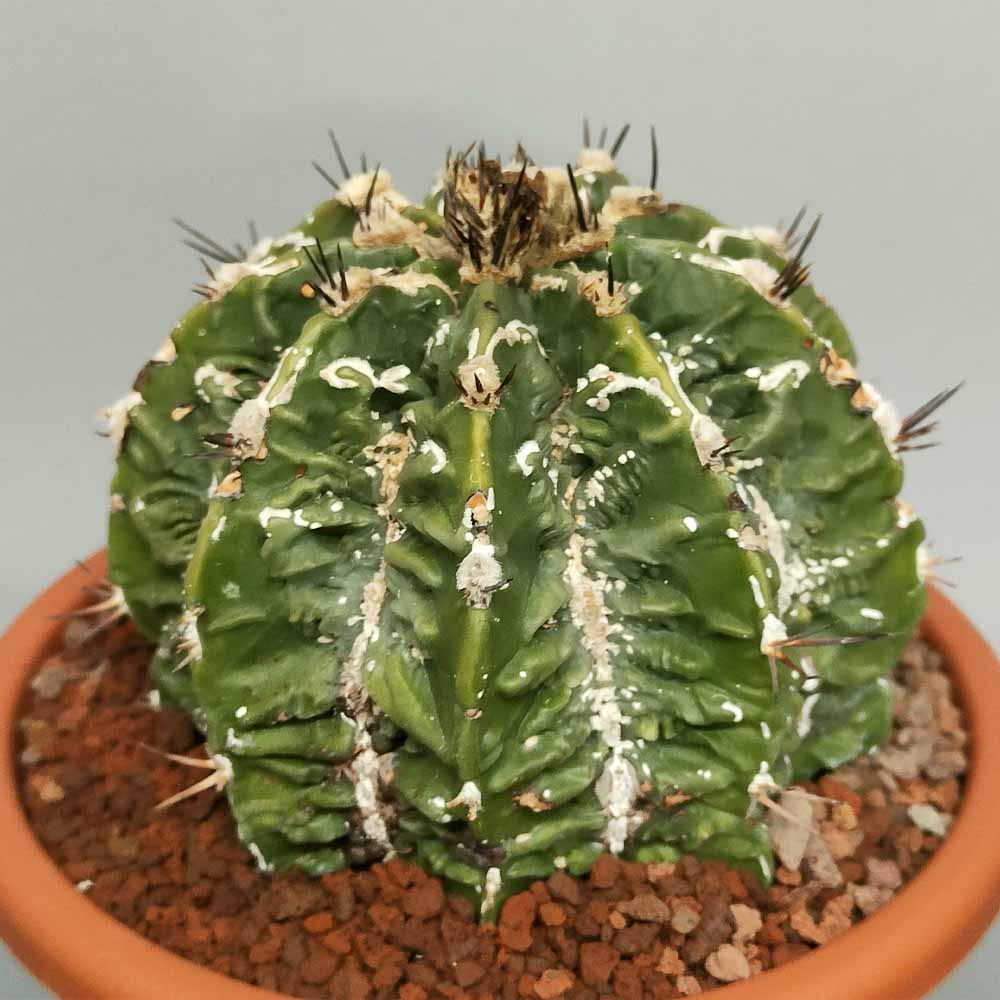 astrophytum ormy HANNYA X HANABI