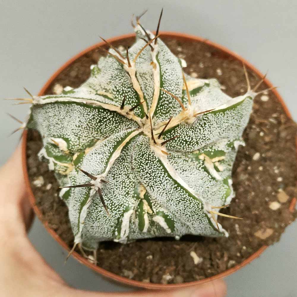 astrophytum ormy fukuryu