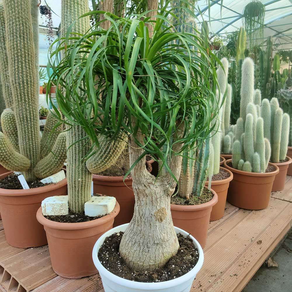 beaucarnea recurvata