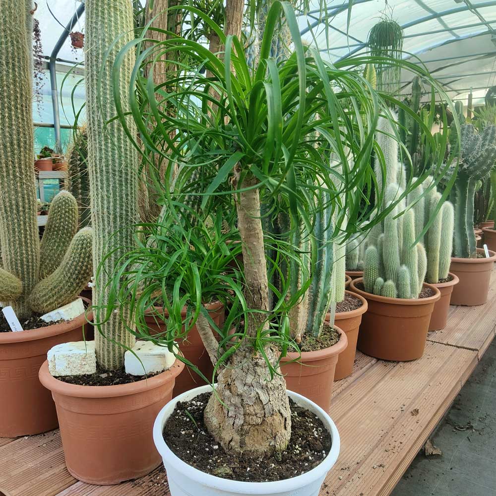 beaucarnea recurvata nolina
