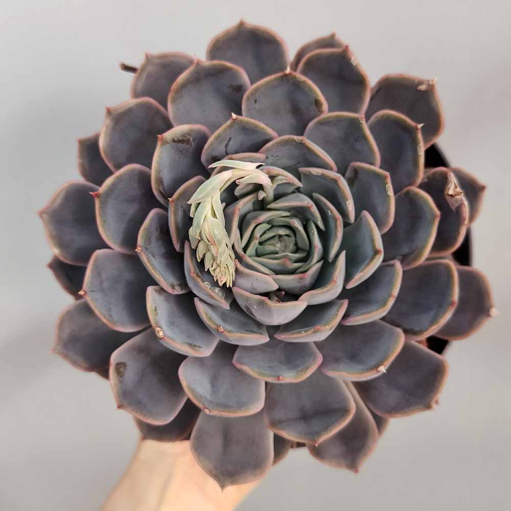 echeveria orion pianta grassa