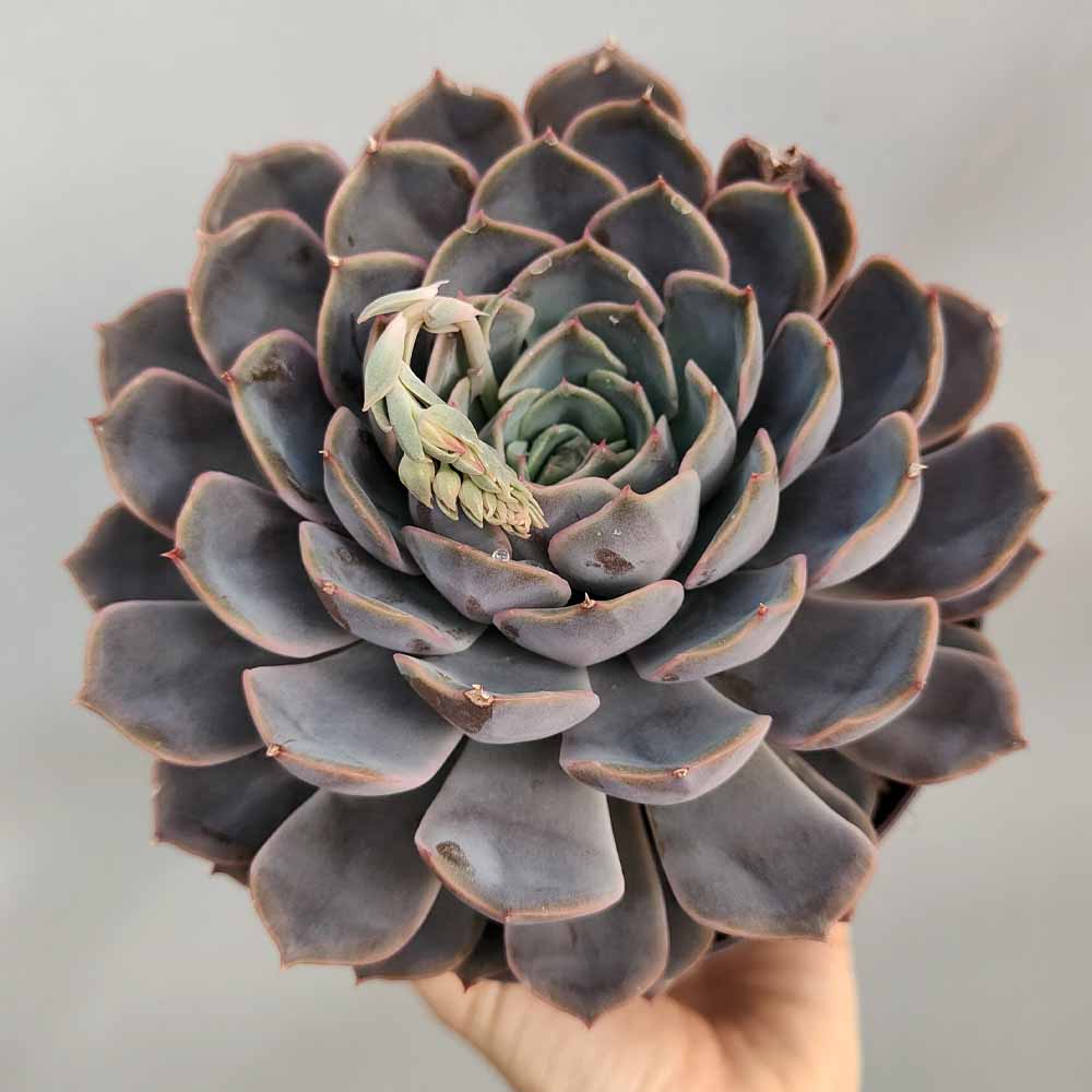 echeveria orion pianta