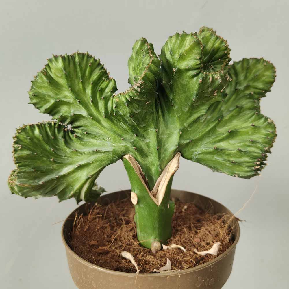 euphorbia lactea crestata