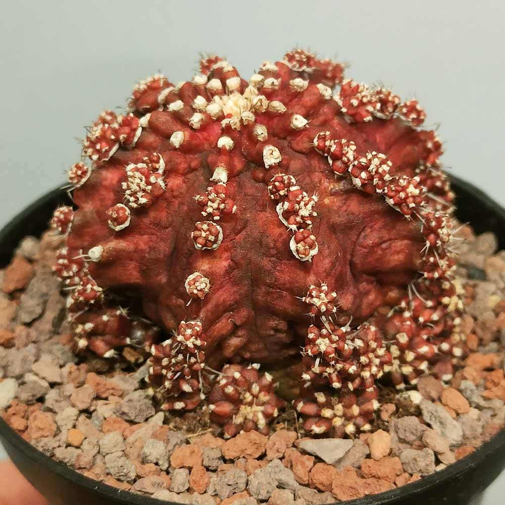 gymnocalycium godji t-rex pianta