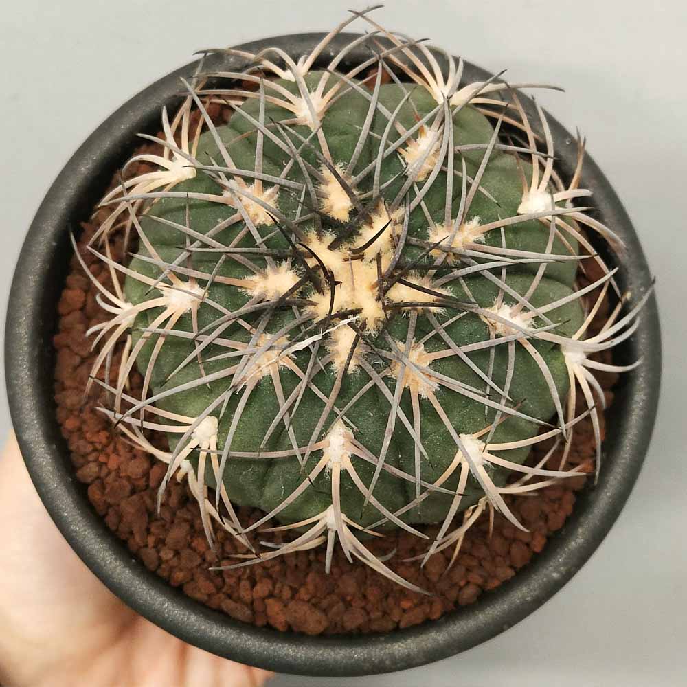 gymnocalycium spegazzini XL cactus