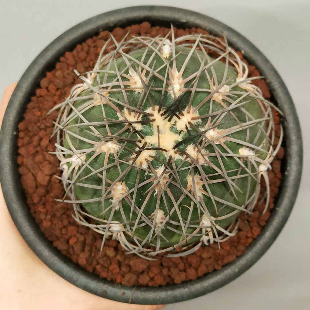 gymnocalycium spegazzini cactus