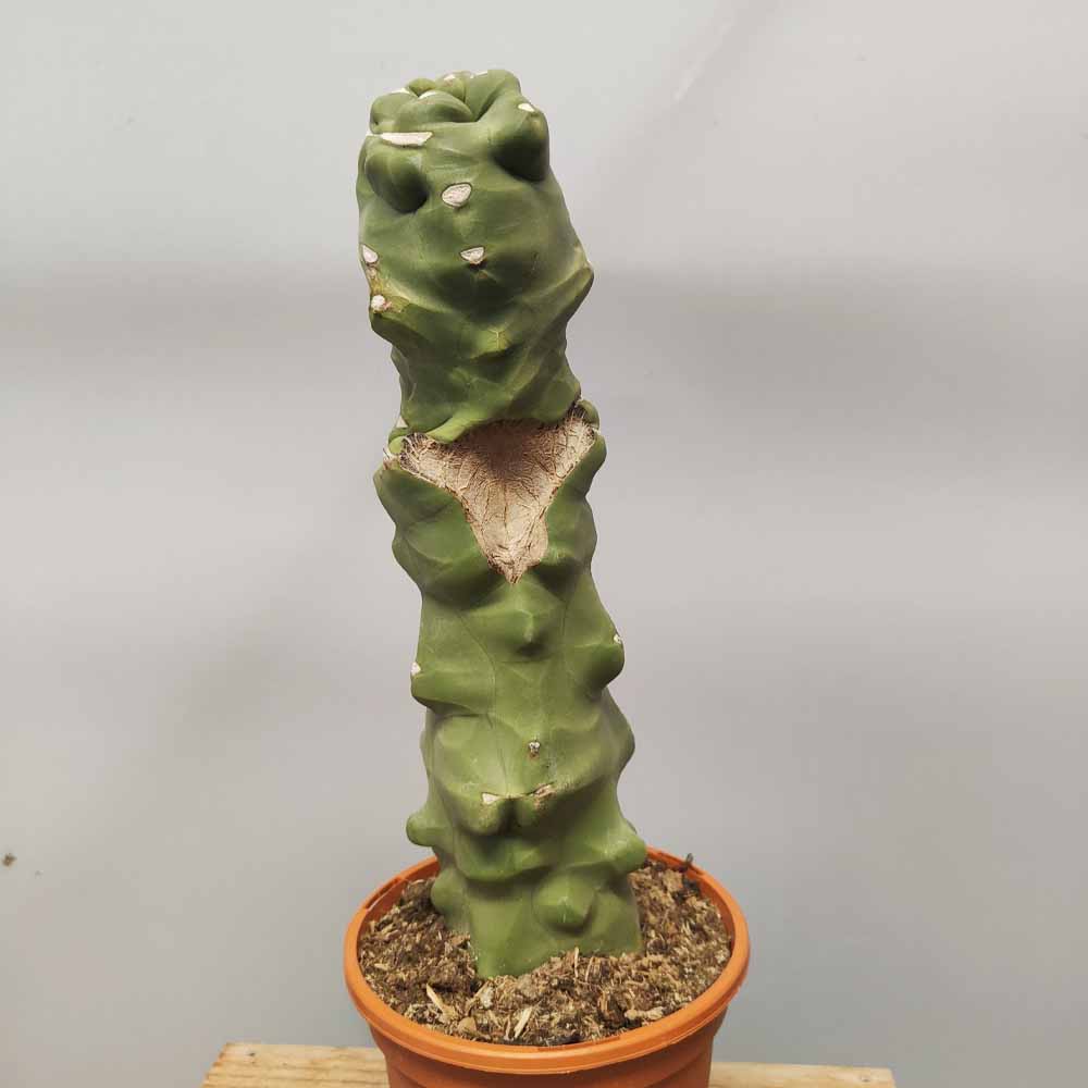 lophocereus schottii major cactus