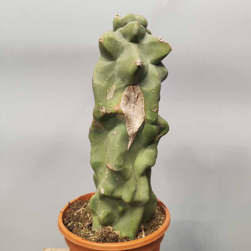 lophocereus schottii major cactus