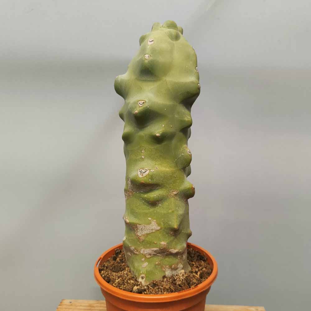lophocereus schottii major mostruoso