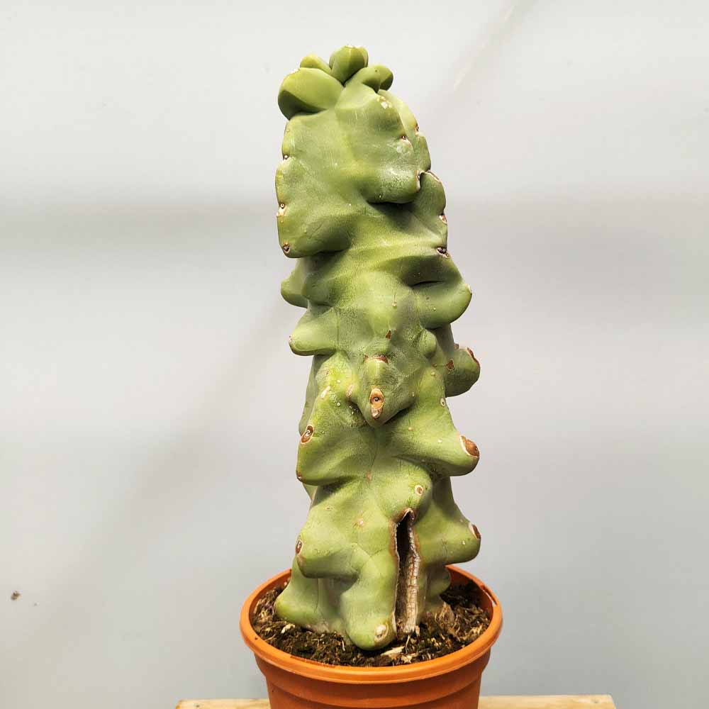 lophocereus schottii major mostruoso