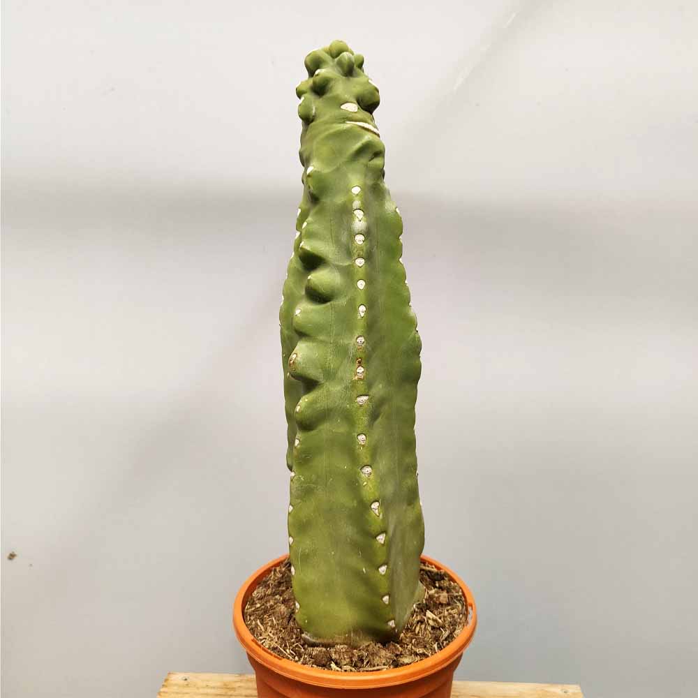 lophocereus schottii major mostruoso