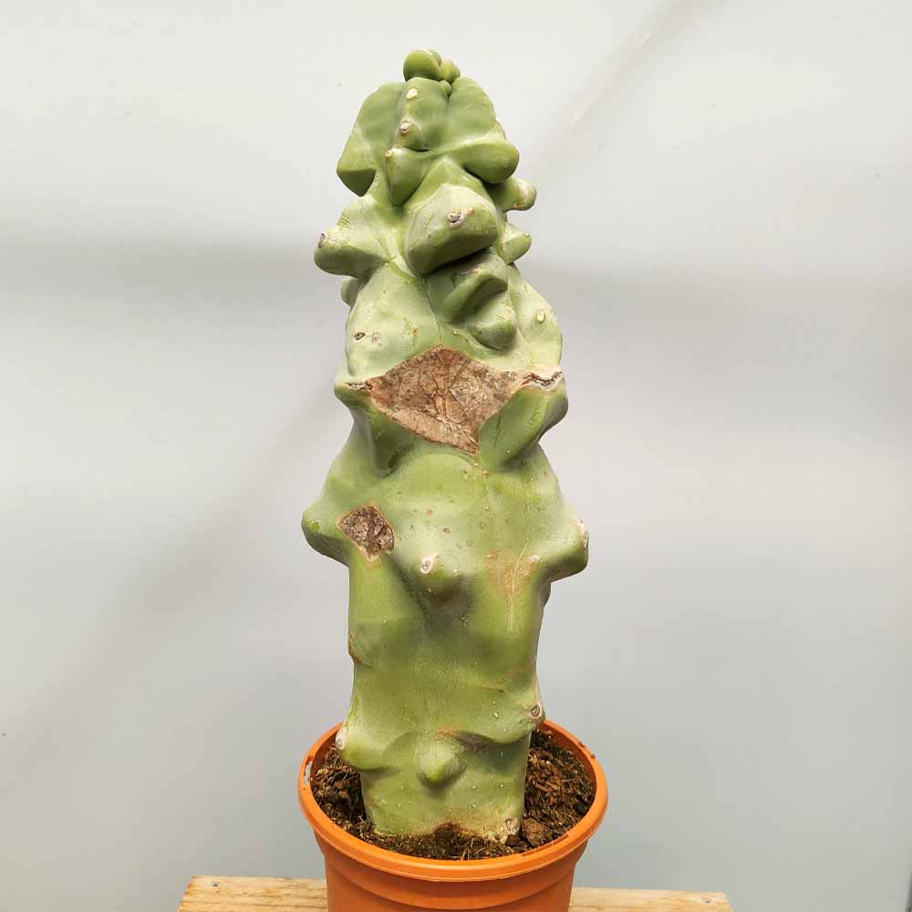 lophocereus schottii major mostruoso