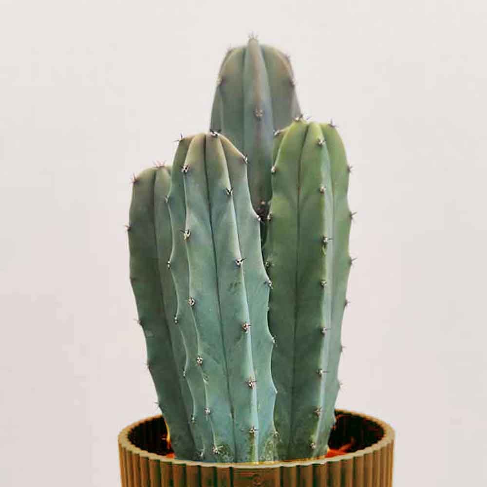 myrtillocactus geometrizans cactus pianta