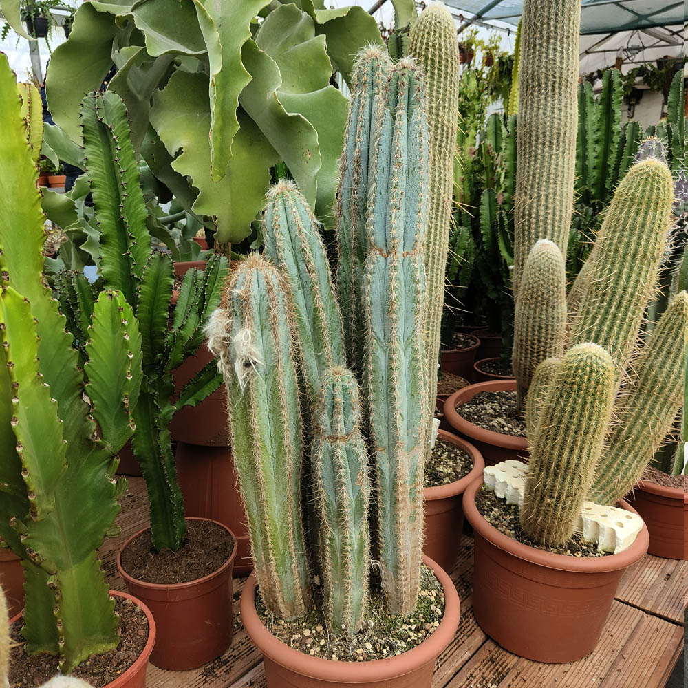 pilosocereus odilensis cactus