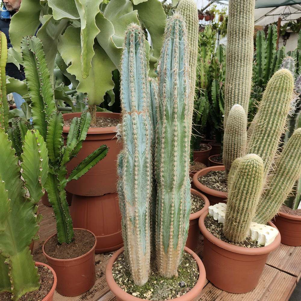 pilosocereus odilensis pianta