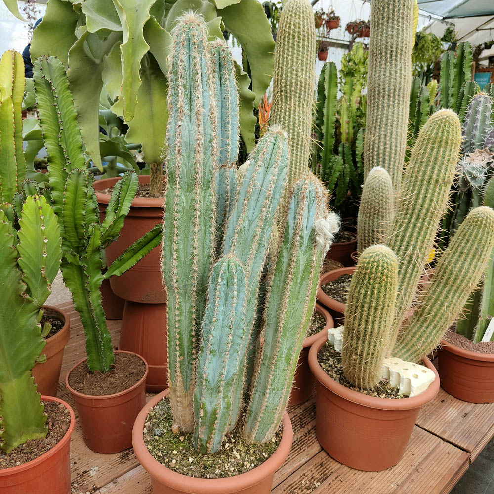 pilosocereus odilensis