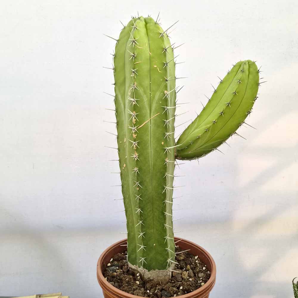 polaskia chichipe pianta