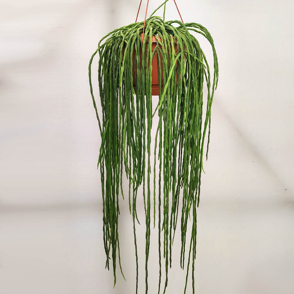 Rhipsalis paradoxa minor