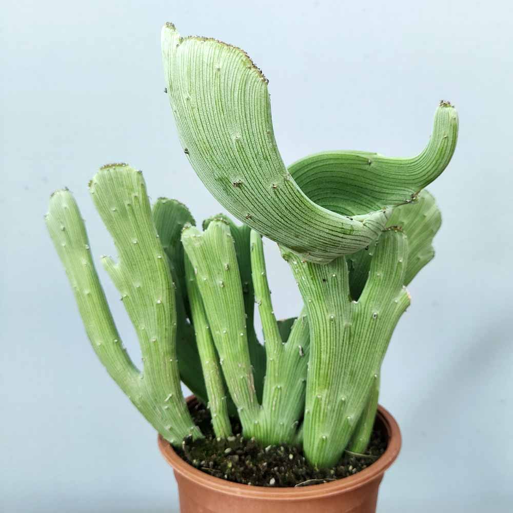 senecio anteuphorbium crestato pianta