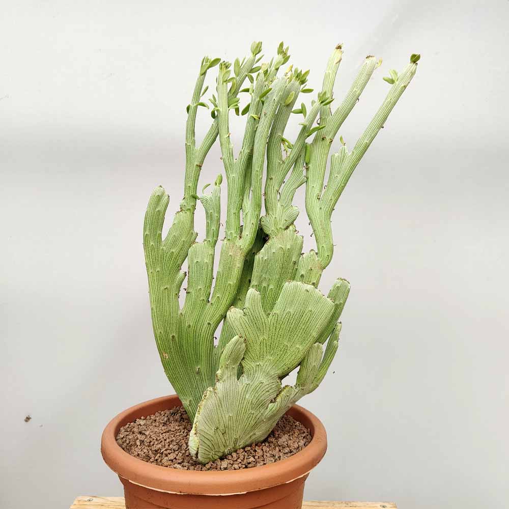 senecio anteuphorbium crestato