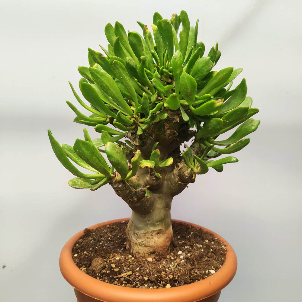 tylecodon paniculatus esemplare