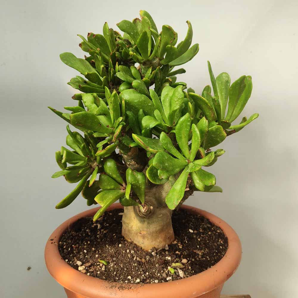 tylecodon paniculatus pianta