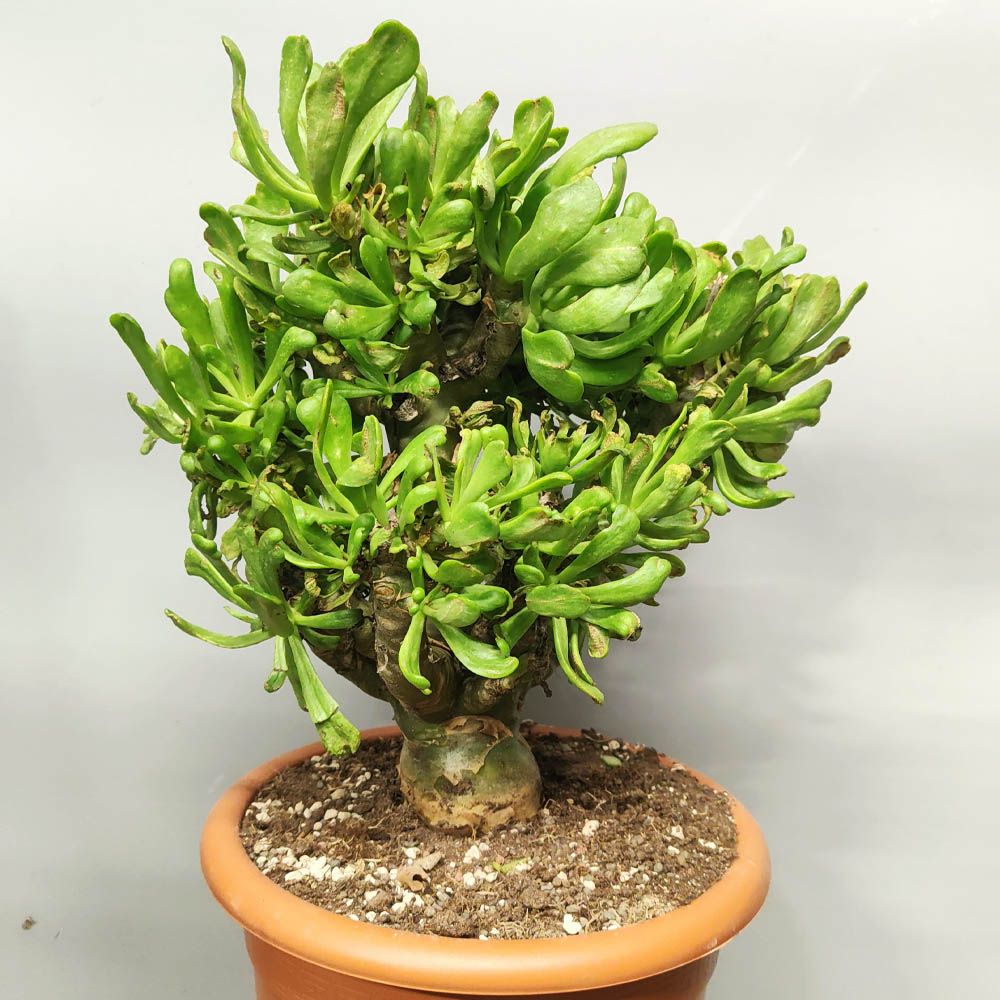 tylecodon paniculatus