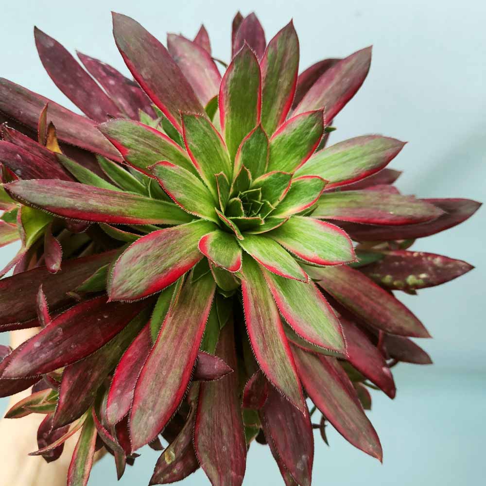 Aeonium 'Firecracker' Variegated