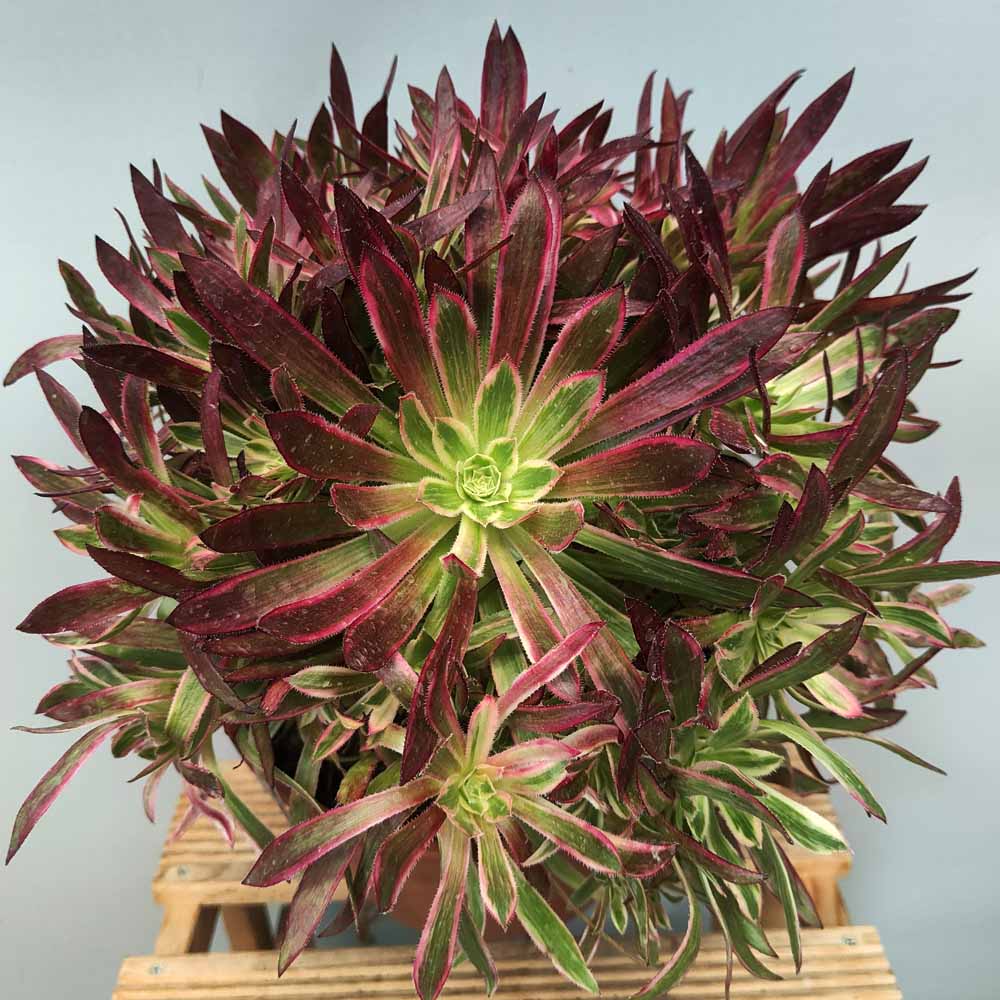 Aeonium 'Firecracker' Variegato XL