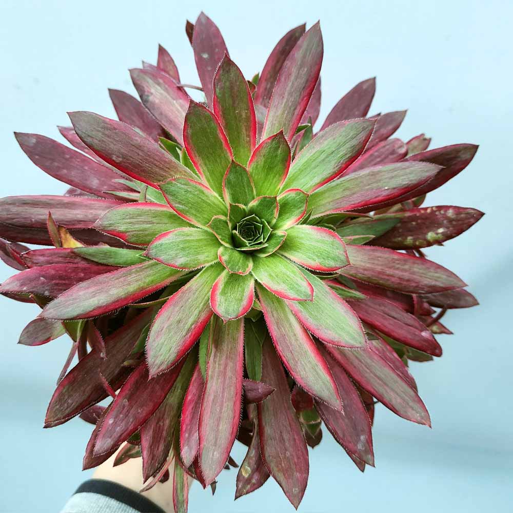 Aeonium 'Firecracker' Variegato