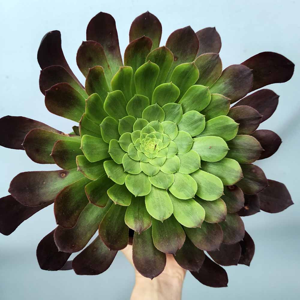 Aeonium fiesta Xl
