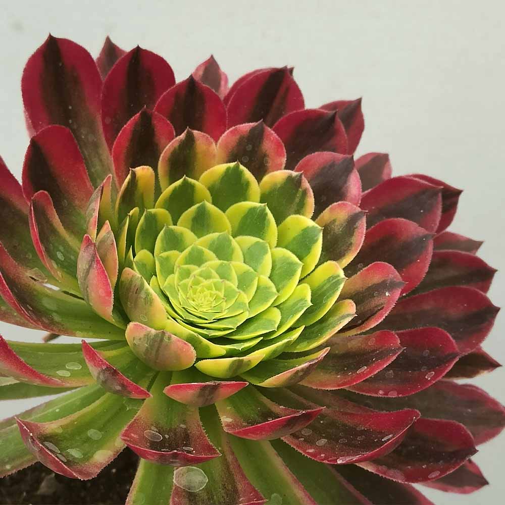 Aeonium fiesta pianta